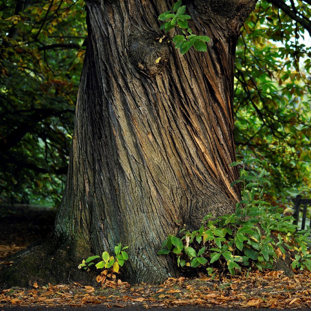 Vegetable tanning agents through bark